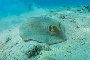 Blaupunktrochen auf dem Meeresboden im Roten Meer foto