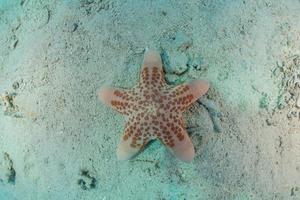 Seestern auf dem Meeresboden im Roten Meer, Eilat Israel foto