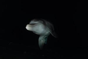 Delfinschwimmen im Roten Meer, Eilat Israel foto