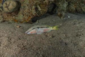 fische schwimmen im roten meer, bunte fische, eilat israel foto