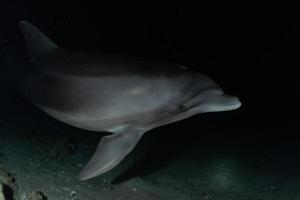 Delfinschwimmen im Roten Meer, Eilat Israel foto