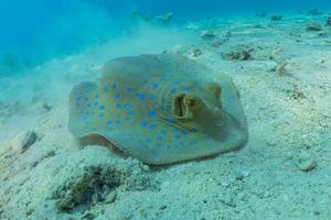 Blaupunktrochen auf dem Meeresboden im Roten Meer foto