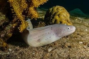 muräne mooray lycodontis undulatus im roten meer, eilat israel foto