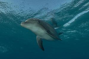 Delfinschwimmen im Roten Meer, Eilat Israel foto