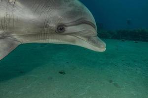 Delfinschwimmen im Roten Meer, Eilat Israel foto