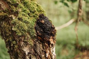 Chaga-Pilz-Birke-Baum-Pilz-Alternativmedizin gefuttert foto