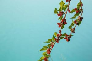 frische Maulbeere vom Maulbeerbaum foto