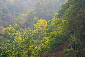 herrlicher Panoramablick den Wald auf den mächtigen foto