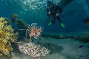 Rotfeuerfisch im Roten Meer bunter Fisch, Eilat Israel foto