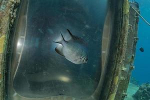 fische schwimmen im roten meer, bunte fische, eilat israel foto