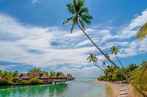 Wunderschöner tropischer Paradiesstrand mit weißem Sand und Kokospalmen auf grünem Meerespanorama.