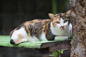 gestreifte Katze sitzt auf einer Parkbank foto