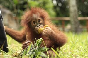 Ein Orang-Utan-Kind isst Obst auf dem Gras mit einem unscharfen Hintergrund foto