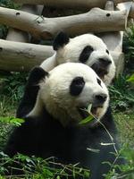 zwei weiße und schwarze Pandas mit einem unscharfen Hintergrund foto
