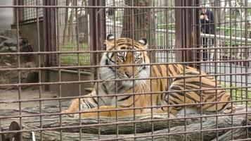 ein tiger sitzt traurig in einem eisernen käfig