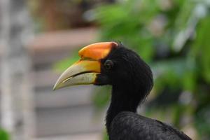 Vögel mit großen Schnäbeln mit Bewegungsunschärfe foto