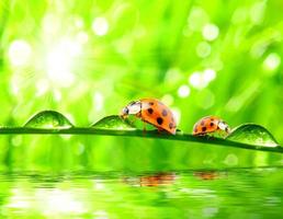 Rote Marienkäfer sitzen auf grünen Blättern und taufrischem Gras mit der Natur. foto