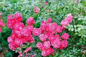 Wunderschöner Busch einer lockigen Rose mit rosa-roten schönen Blumen, die im Sommergarten blühen, Nahaufnahme. foto