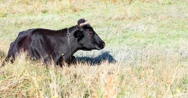 Eine schwarze Kuh mit großen Augen ruht an einem sonnigen Tag im dichten Gras. foto