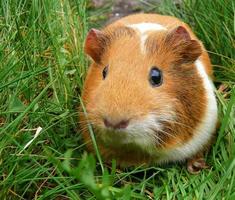 Porträt von orangefarbenem Meerschweinchen auf grünem Grashintergrund foto