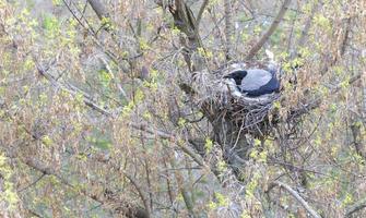 Eine junge Krähe baute im zeitigen Frühjahr ein Nest auf einem Baum und brütete Küken aus foto