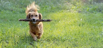 glücklicher Hundedackel, der draußen auf einem grünen Rasen mit einem Ast spielt foto