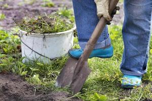Bauer gräbt einen Garten und entfernt Unkraut foto