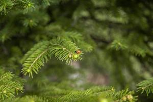Nahaufnahme von Tannenzweigen mit einem Paar Marienkäfer, die im Wald wachsen. foto