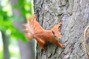 Ein orangefarbenes Eichhörnchen schaut vorsichtig nach vorne und klammert sich an einen Baumstamm. foto