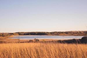 sumpfiges Gebiet in der Nähe des Flusses mit goldenen Gräsern, die am Rand des Wassers winken. blauer Horizont, der zu einem Gefühl der Ruhe führt. Wertschätzung der Natur. foto