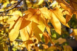 Nahaufnahme Bild der schönen gelben Blätter im Herbst. foto