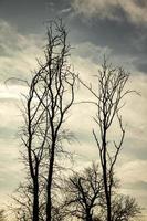 Grundriss eines kahlen Baumes gegen den Himmel. foto