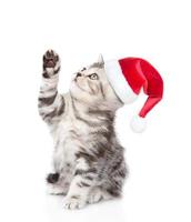 verspieltes schottisches kätzchen in roter weihnachtsmütze, das nach oben schaut. isoliert auf weißem Hintergrund