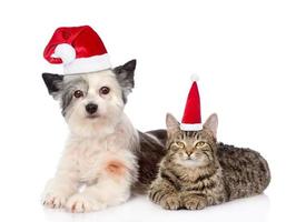 Katze und Hund in roten Weihnachtsmützen liegen zusammen. isoliert auf weißem Hintergrund foto
