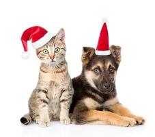 Hund und Katze in roten Weihnachtsmützen mit Blick auf die Kamera. isoliert auf weißem Hintergrund foto