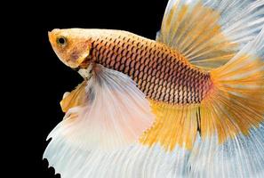 Makro gelber siamesischer Kampffisch foto