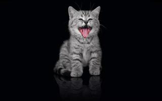 Katze, lustiger verspielter Kätzchenhintergrund