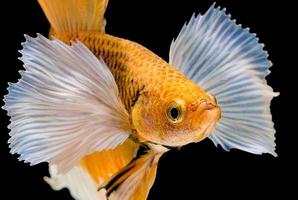 schöner gelber Fisch, siamesischer Kampffisch foto