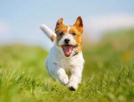 Jack-Russell-Terrier-Hund foto