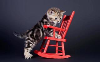 Katze, lustiger verspielter Kätzchenhintergrund