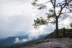 schöne grüne kiefern auf bergen in thailand - naturbaum mit nebelnebel in der winterlandschaft klippe mit sonnenuntergang foto