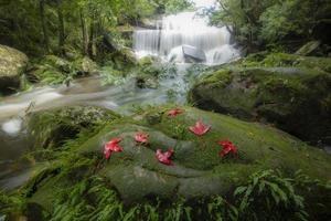 der dschungelgrüne baum und pflanzendetail natur im regenwald mit moosfarn und ahornblatt auf den felsen und bäumen wasserfälle wasserfälle, die aus den bergen fließen schöner waldwasserfall foto