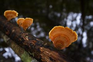 Waldpilz auf Holz im Naturdschungel - Outdoor Herbst Wildpilz rot foto