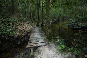 Grüner Wald Wald Natur und Gehweg Weg Wald Bäume Hintergrund - dunkler Wald mit alter Holzbrücke foto