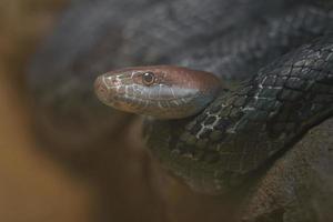 orthriophis moellendorffi im Terrarium foto