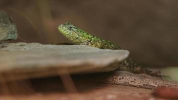 sceloporus malachiticus im Terrarium foto