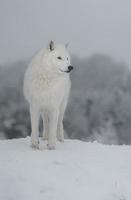 Polarwolf im Winter foto