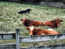 Kühe ruhen auf dem Feld. foto