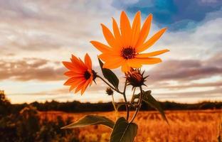 letzte Blüte vor dem Winter. foto