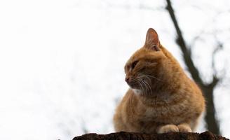 rote Katze sitzt auf Hanf foto